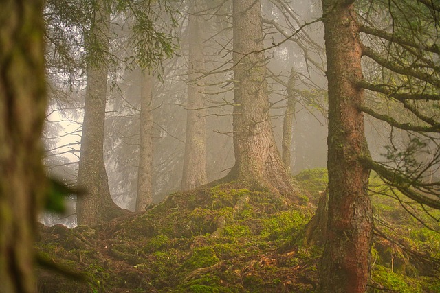 forest-7406241_640