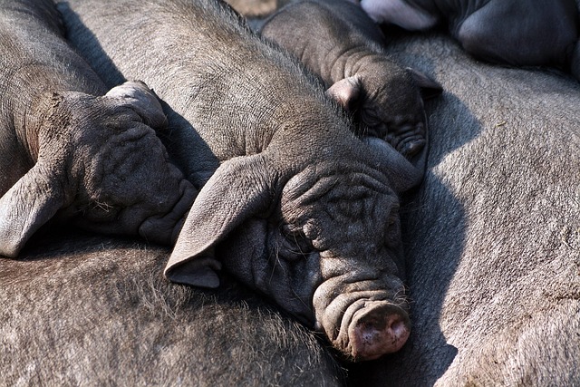 spandauer-pigs-8092713_640