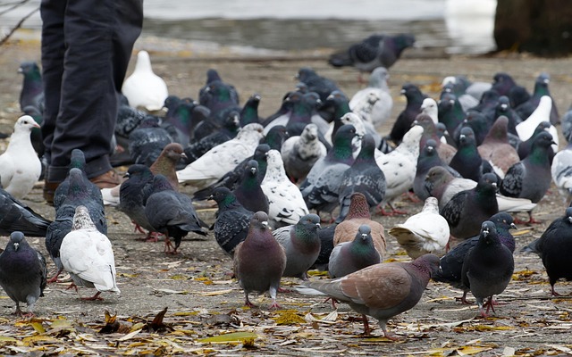 surprising_media-birds-6889923_640